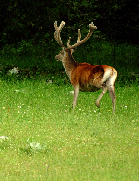 PASSIONE PER IL CERVO